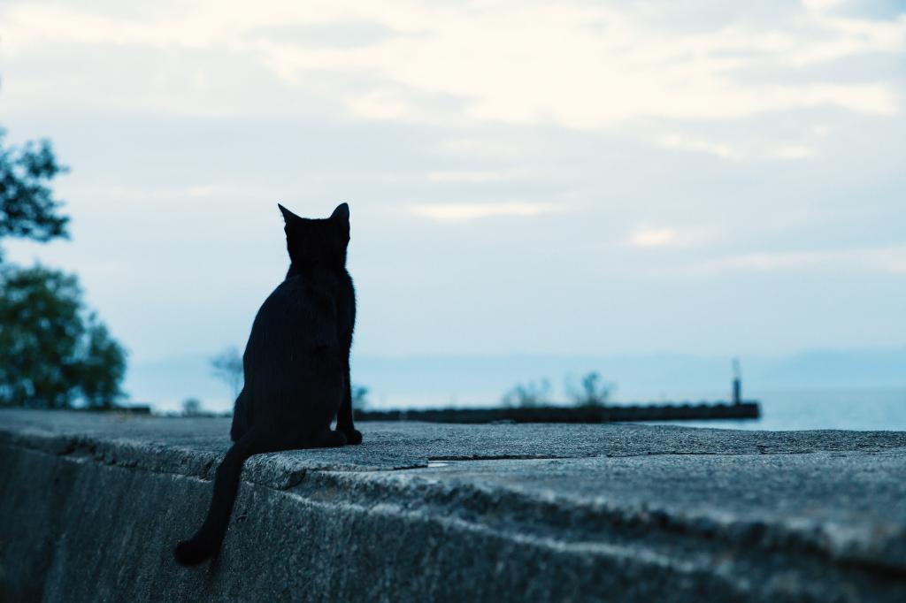 トリプル 酸化する 本部 猫 海 壁紙 Smilemarket Jp トリプル 酸化する 本部 猫 海 壁紙 Smilemarket Jp
