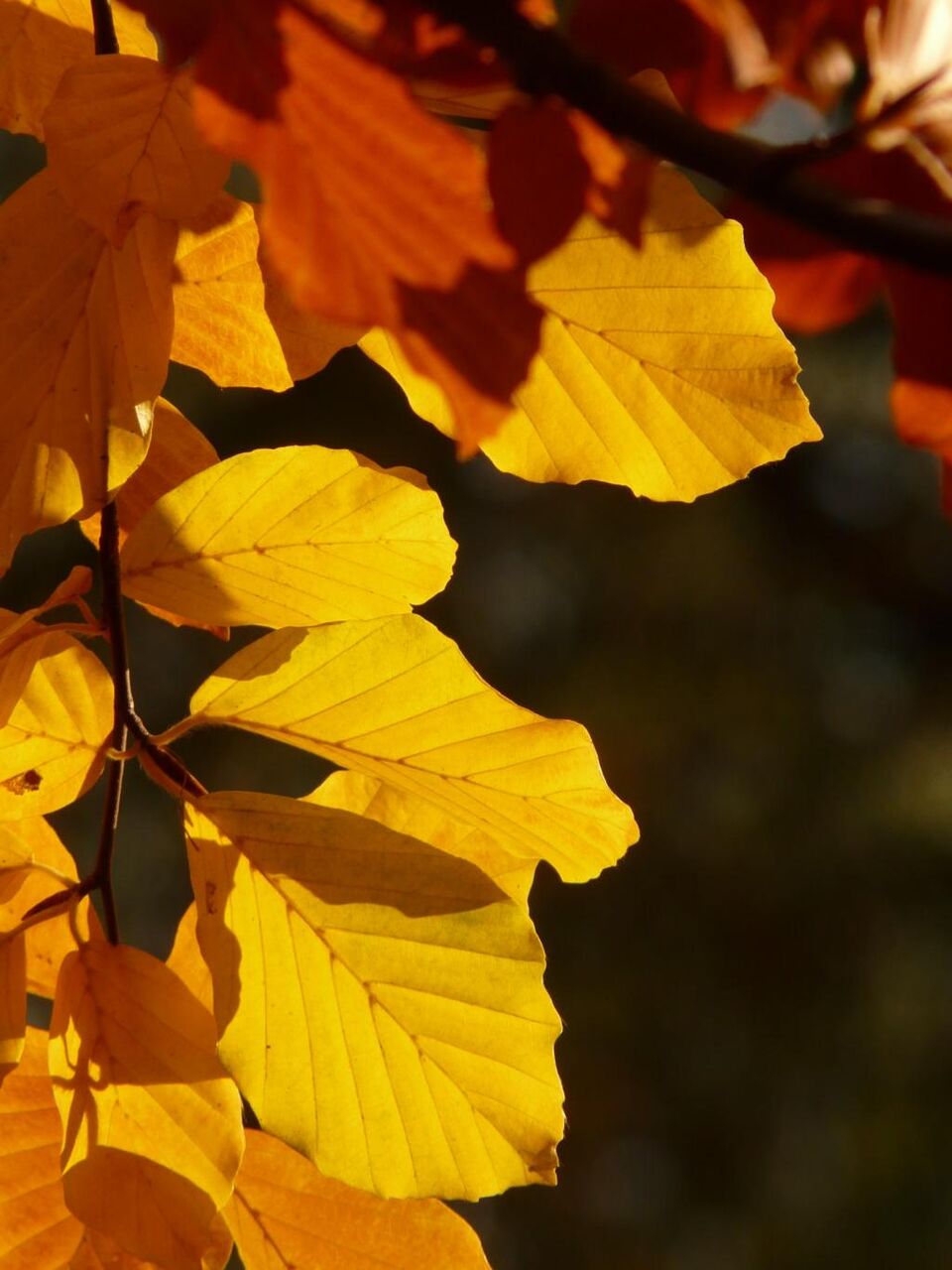 ブナ ヨーロッパブナ ブナの海越壁紙ブナ 落葉樹 黄金の秋 10月 秋 高精細の画像 材料を入力します 壁紙