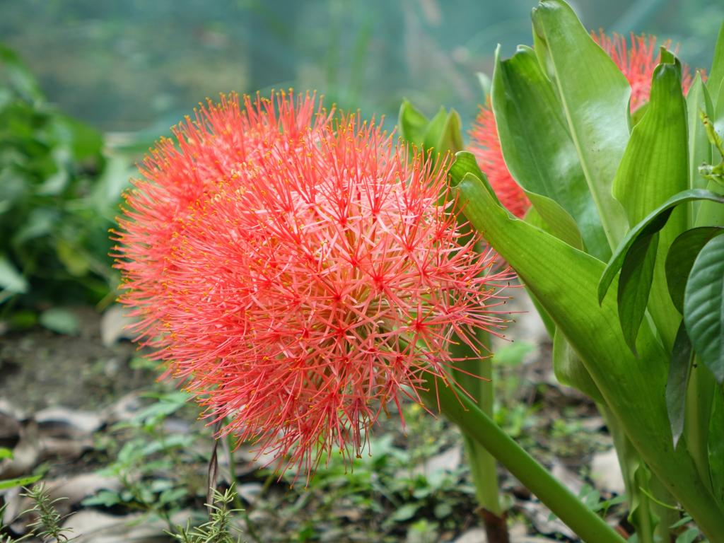 テニスの花 ユリ血液は 赤い花 球根 赤電球 植物 高精細の画像が プライムwin10の壁紙素材を入力してください 壁紙