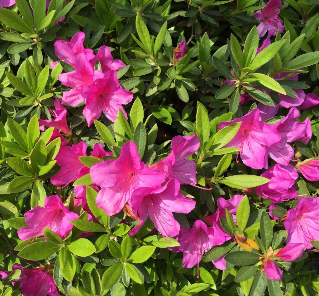 ツツジ 花 花の壁区ro Suがつけ 花 自然 ピンク 植物 高精細の画像は 材料を入力します 壁紙 ツツジ 花 花の壁区ro Suがつけ 花 自然 ピンク 植物 高精細の画像は 材料を入力します 壁紙