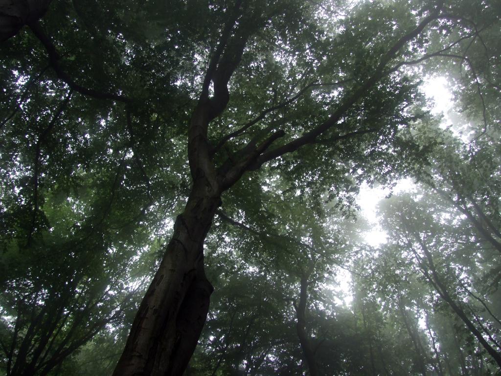 木 霧 林 Uverworldのhd壁紙 入力材料 壁紙