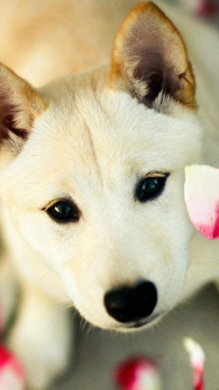 かわいい犬花は壁紙 ロック画面の画像 Hdモバイル壁紙 動物をkh臭いです 壁紙