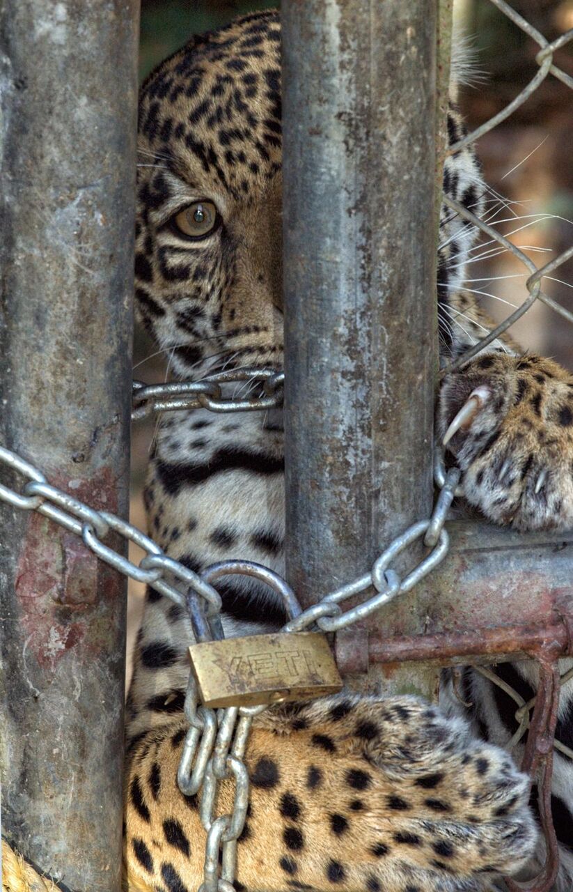 ジャガー 文字列 壁紙市ゃおpcの刑務所の監視は私を泣かせ 猫 ケージ 動物 高精細の画像 材料を入力します 壁紙
