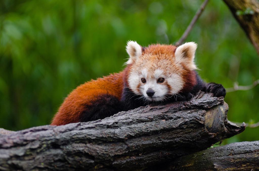 動物 クローズアップ かわいい 絶滅の危機に瀕 環境 毛皮 レッサーパンダ 高精細画像のiphoneの壁紙テクノ区のroを保持しているが 材料入力します 壁紙