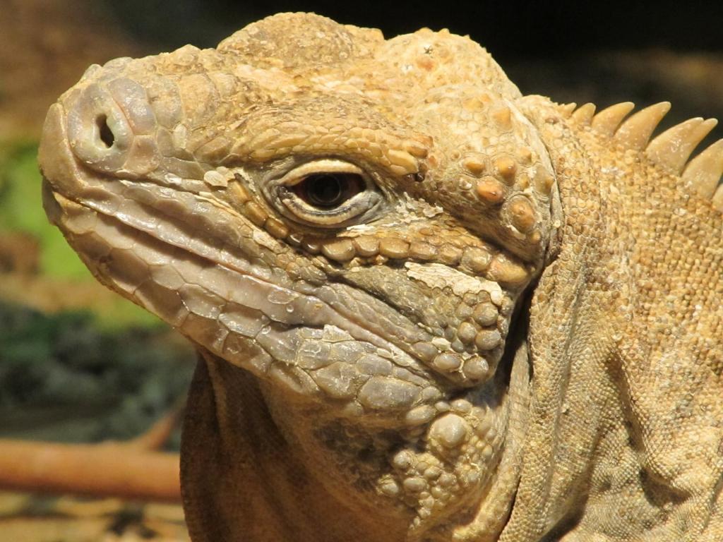 イグアナ 爬虫類 珍しい野生動物 残り 動物 自然 高精細画像を壁紙ナジャマイカプライム敵 材料入力します 壁紙 イグアナ 爬虫類 珍しい野生動物 残り 動物 自然 高精細画像を壁紙ナジャマイカプライム敵 材料入力します 壁紙