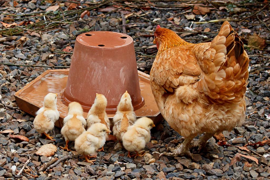 母編スイートro壁紙 母 鶏 若い 家族 ひよこ 鶏肉 高精細の画像は 材料を入力します 壁紙