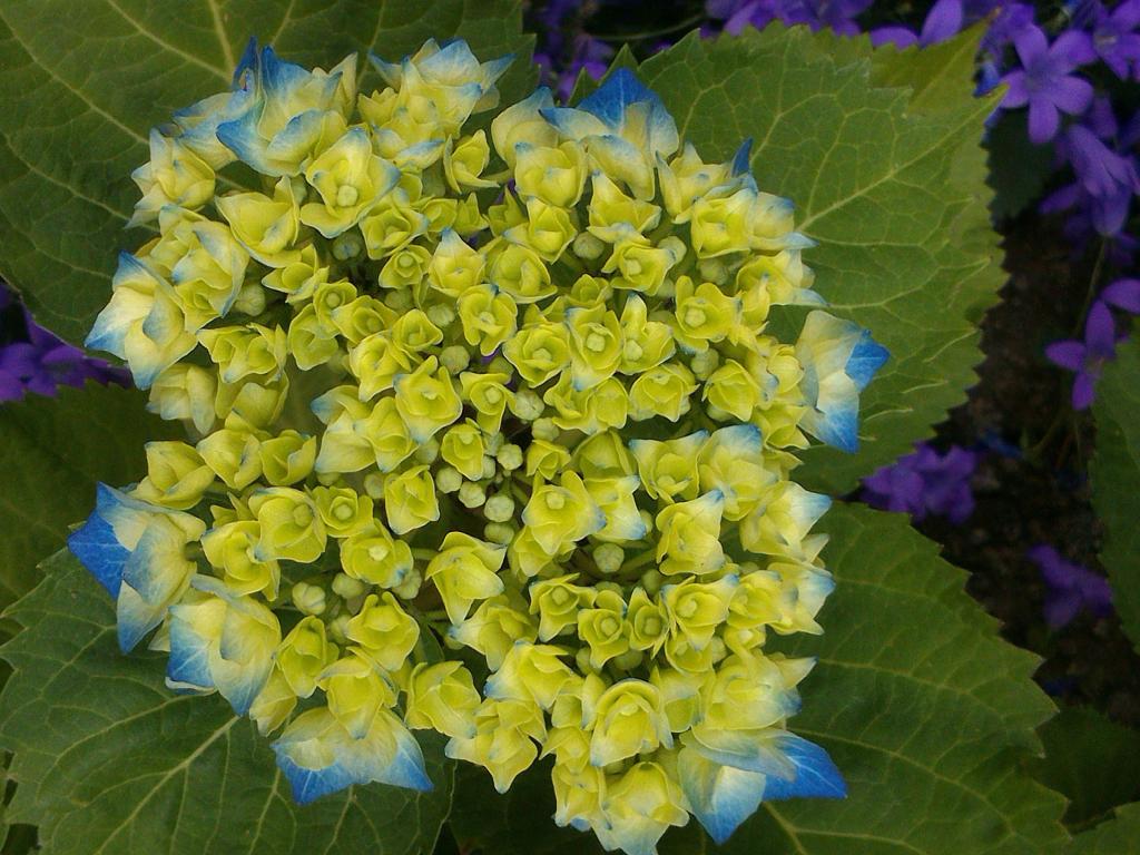 アジサイルソーーaƒÿnn Iphoneの壁紙の花 青 花 庭 高精細画像 材料入力します 壁紙