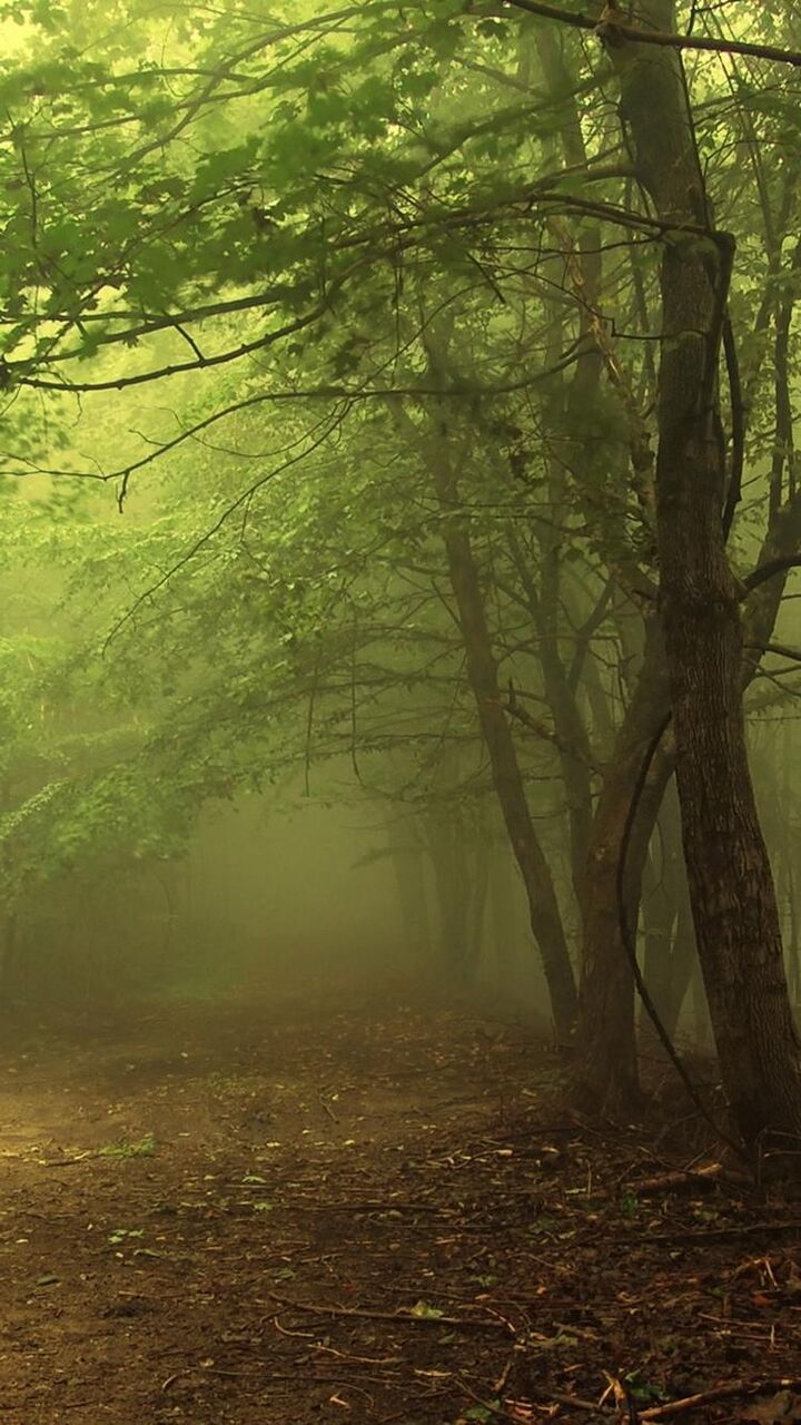 霧の暗い森 ロック画面の画像 壁紙walpaのhd携帯電話の壁紙 風景 壁紙