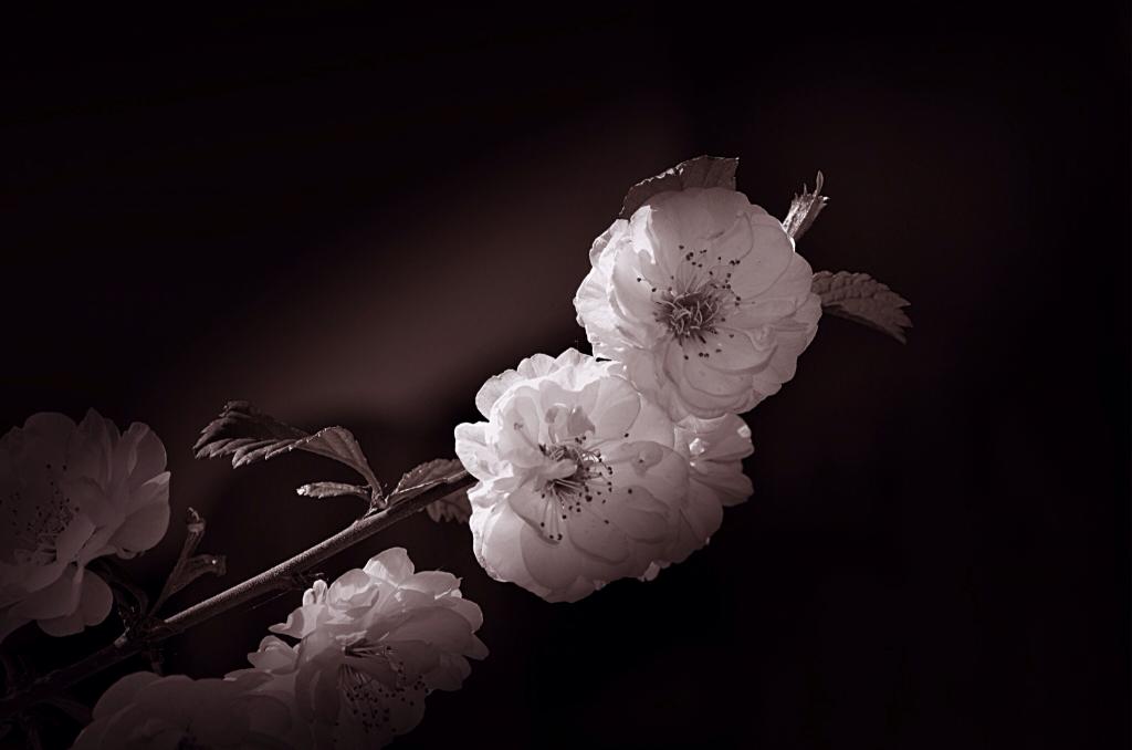 黒と白の花 自然 植物 春 花 花畑 高アデカィ間のsu壁紙バイオ屋ritz シリコーン鮮明な画像 材料を入力します 壁紙
