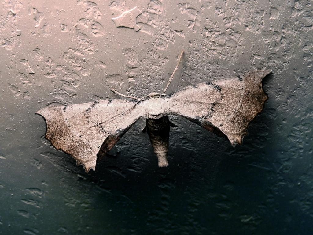 蛾 昆虫 蝶 壁 Msi壁紙巨大な翼 高精細の画像は 材料を入力します 壁紙