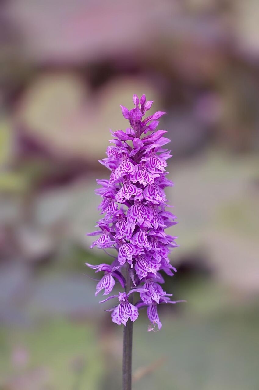 蘭 紫 花 植物 蘭 野生植物 高精細画像のような自然な白い顔い壁紙iphoneは 材料を入力します 壁紙