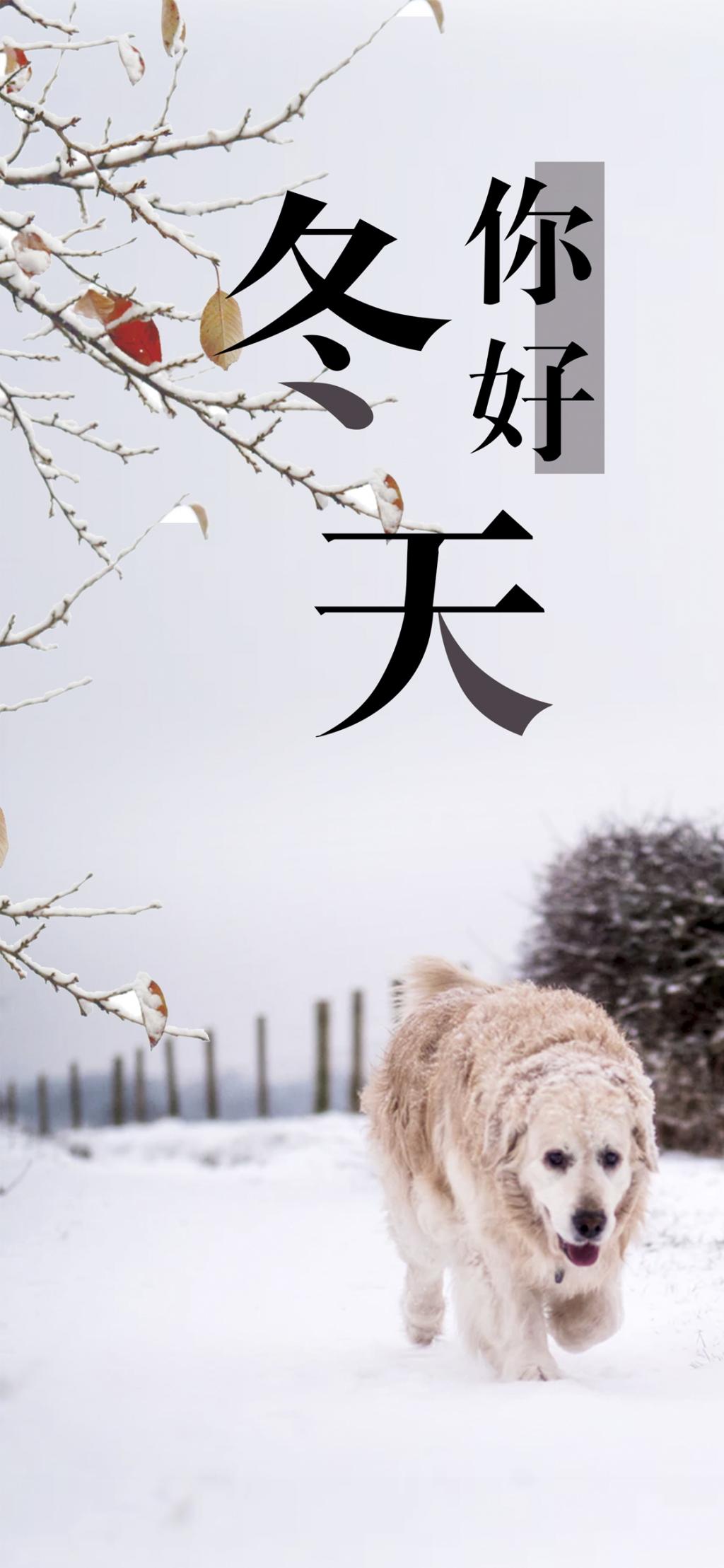 雪テ リッツビルゴールデンレトリバー ロック画面の画像 Hdモバイル壁紙 動物壁紙 壁紙