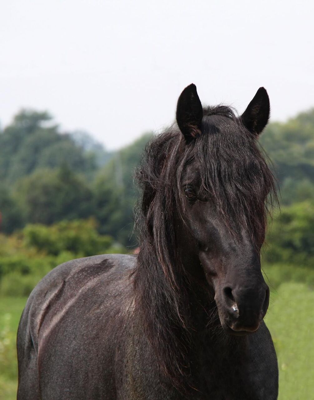 岩合光昭の壁紙を移動する馬 ブルーローン エクウス 馬 馬 動物 高精細の画像がされた 材料を入力します 壁紙 岩合光昭の壁紙を移動する馬 ブルーローン エクウス 馬 馬 動物 高精細の画像がされた 材料を入力します 壁紙