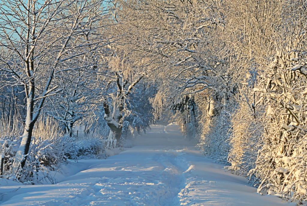 冬、寒さ、雪、雪、雪、雪の桜のレーンの壁紙、雪オースティン、高精細の画像 - 材料を入力します。 : 壁紙