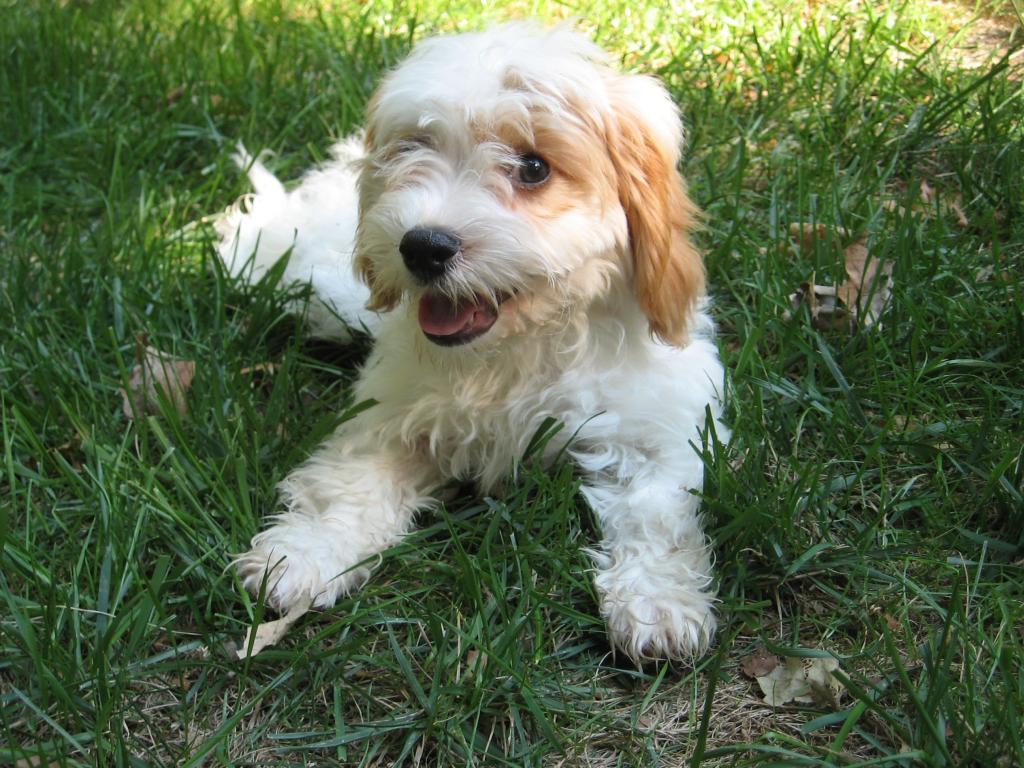 Cavapoo プードル 犬 キャバリア キング チャールズ トーレシリコーンnnビデオゲーム壁紙ハウンド かわいい 犬 遊び心のある 高精細画像を取得 材料を入力します 壁紙