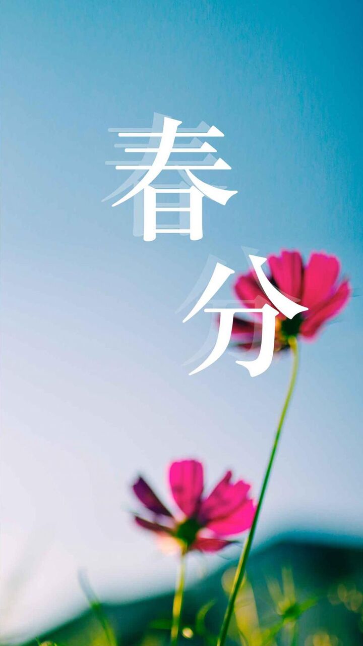 シンプルな花の春分のイラスト ロック画面の画像 Hd U Ka Uーの取得壁紙携帯電話の壁紙 休日 壁紙