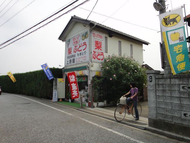 上原園でぶどう狩り Mm風チラシの裏 上原園でぶどう狩り Mm風チラシの裏