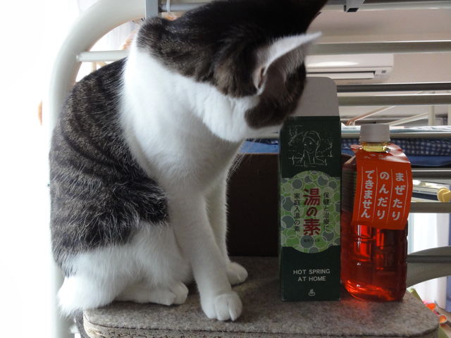 ムトウハップ たいぞうｌｏｇ
