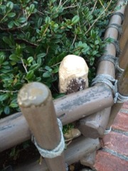 �ǥ����ˡ����� (1)