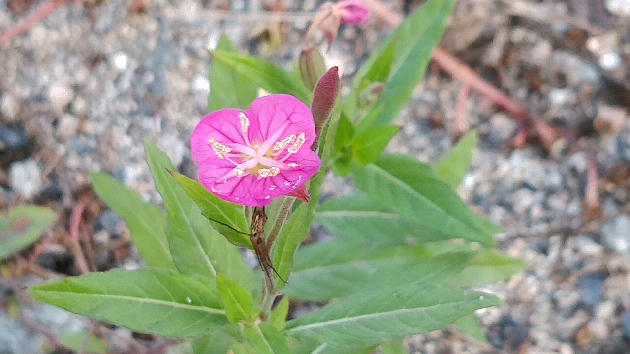 �֤��餤�Ƥ���