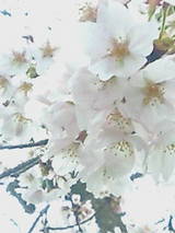 �������������ָ����ޤ��礦