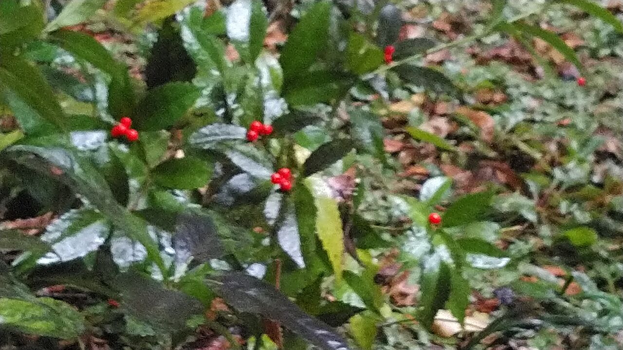 雨が降ってます