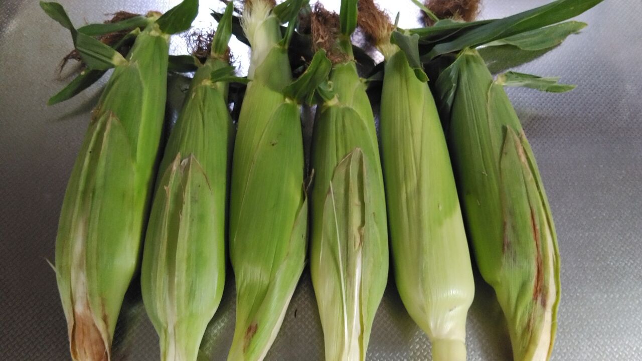 ツーリングをかねて