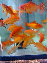 ����ο��ؤ��򤷤�