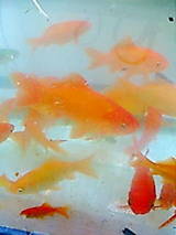 ����������Ƥ롩