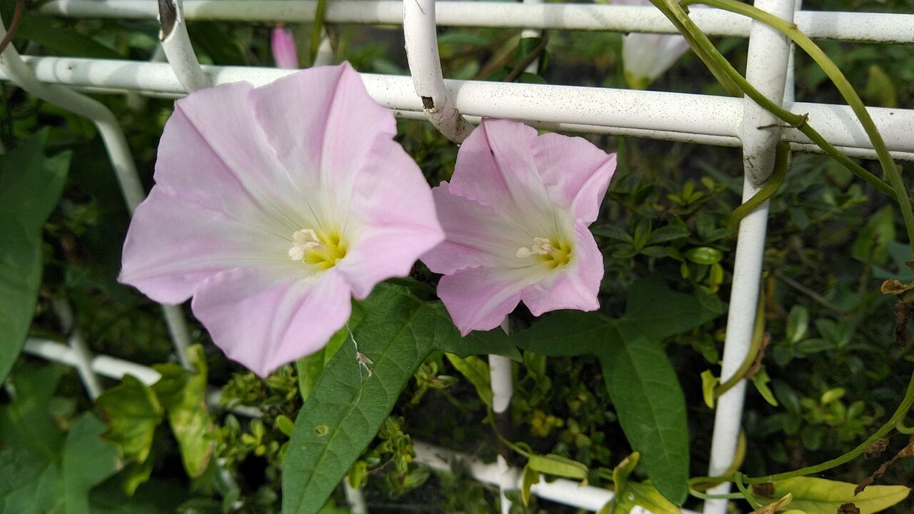 �֤Ǥ�į���