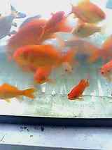 ���������鸵������