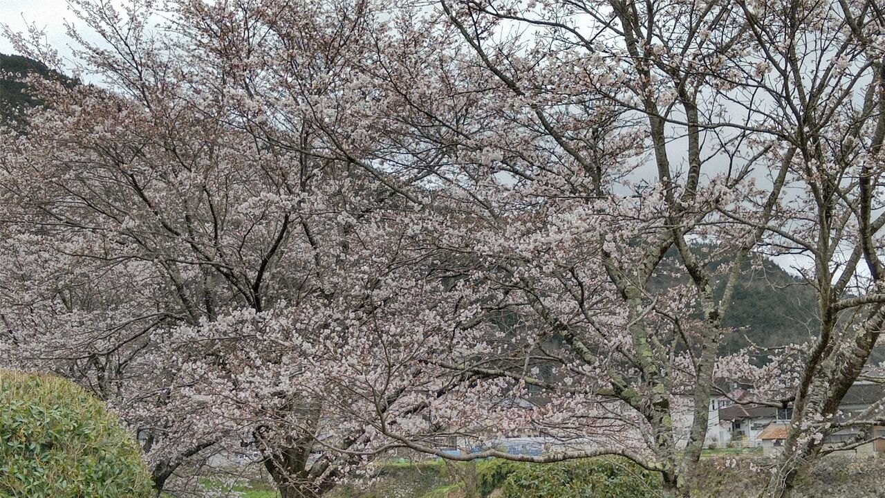 ���Ϥ⤦����