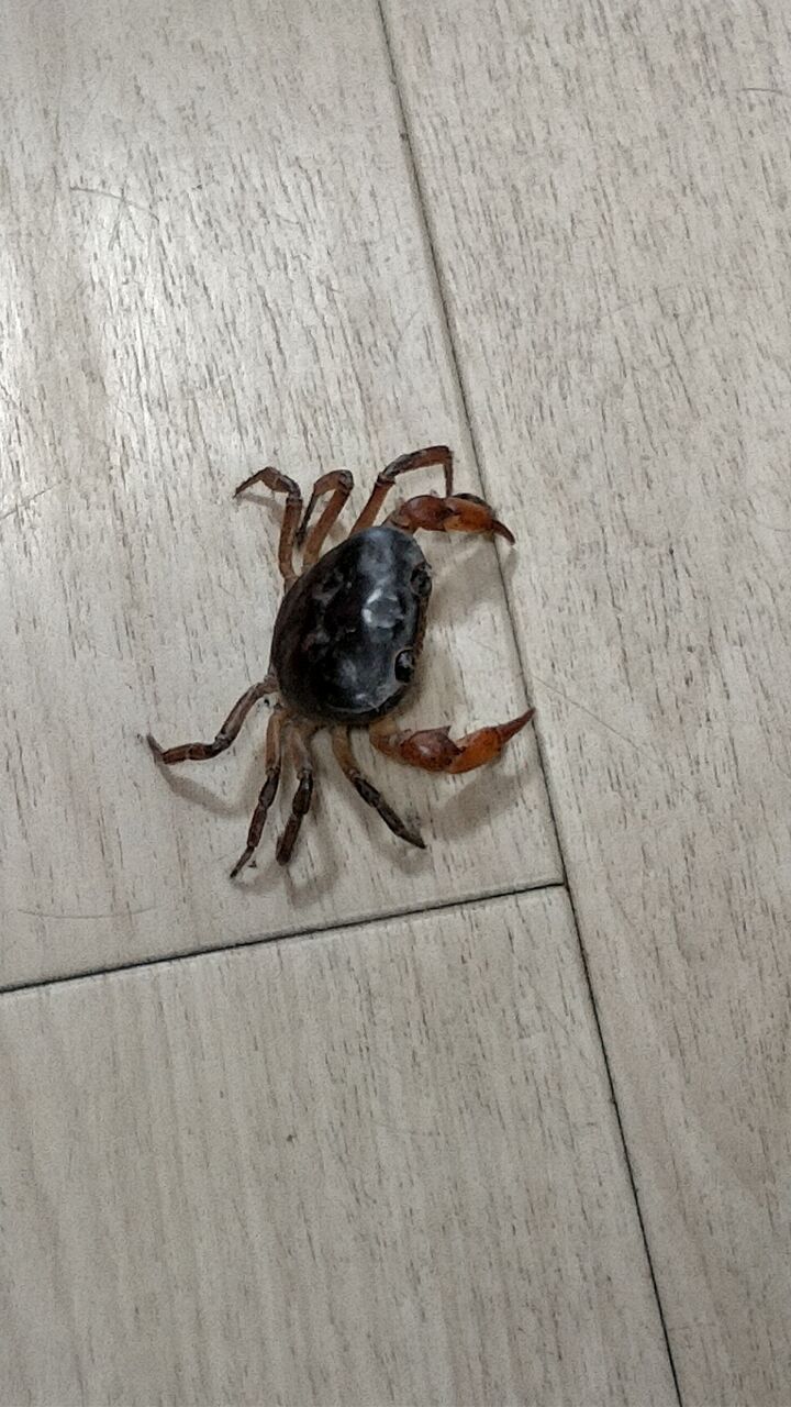 ���ˤ�����Ź