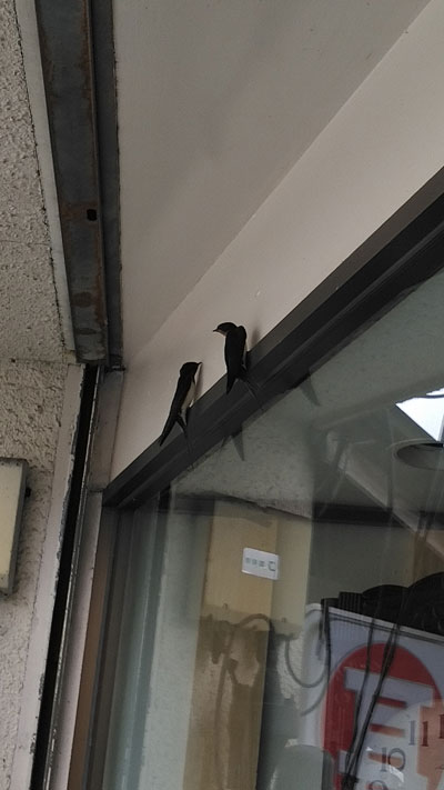 �ﵯ��Τʤ�Ǥ����ɤ�