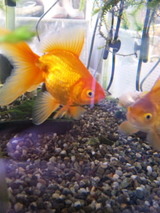 そろそろ冬支度かな