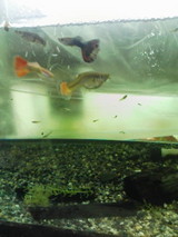 �����⸵����