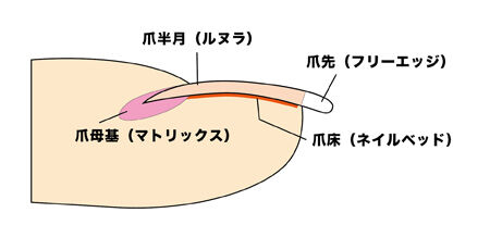 爪の仕組みについて M子の自爪育成記録