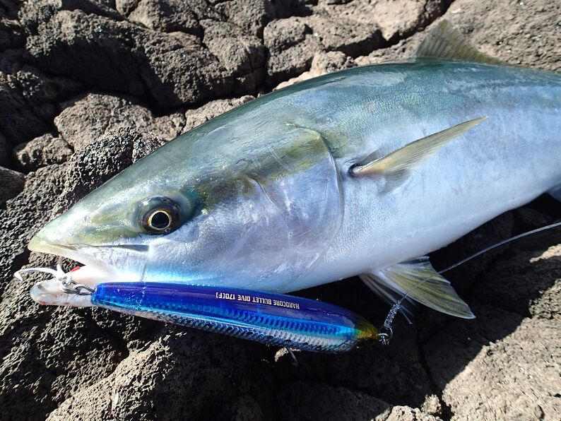 バレットダイブで青物プチ爆 : ~南船北馬~ バレットダイブで青物プチ爆 : ~南船北馬~