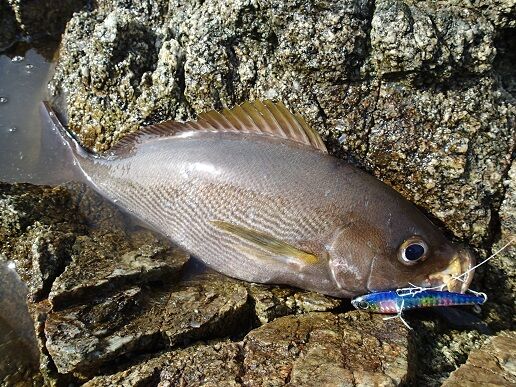 ハードルアーで狙うショアからのイサキの釣り方 南船北馬