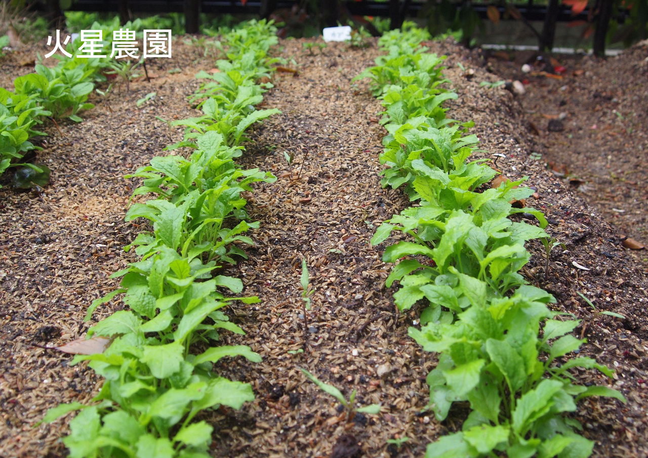 間引き菜の食べ方 蕪と小松菜 火星の食卓