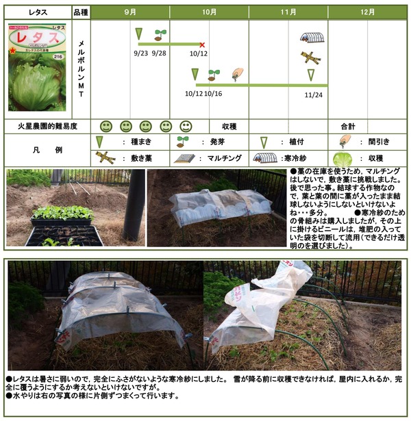 2014年日記11月レタス