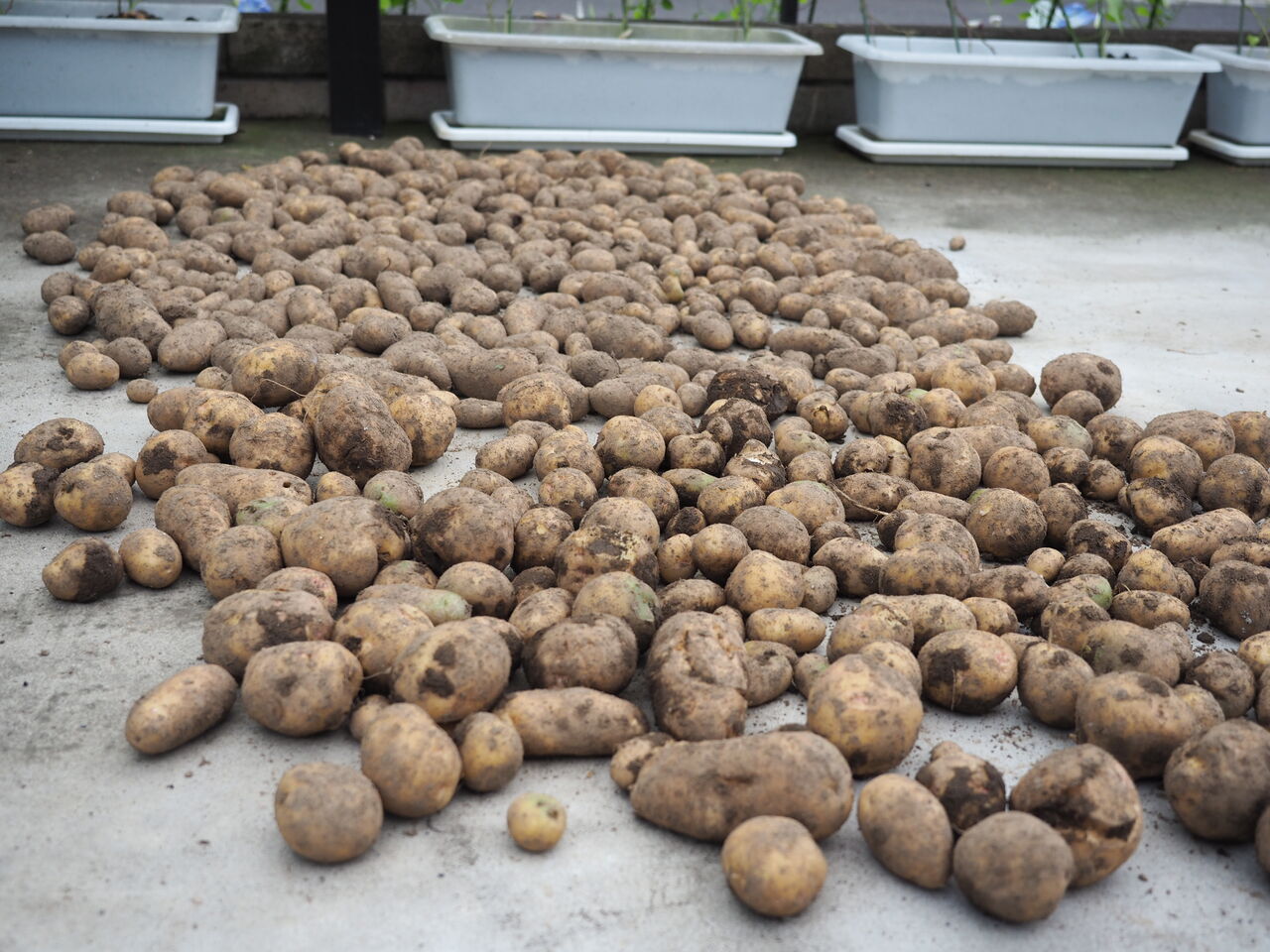 火星の土壌に種を蒔いた。 (出典: 個人アーカイブ/複製)