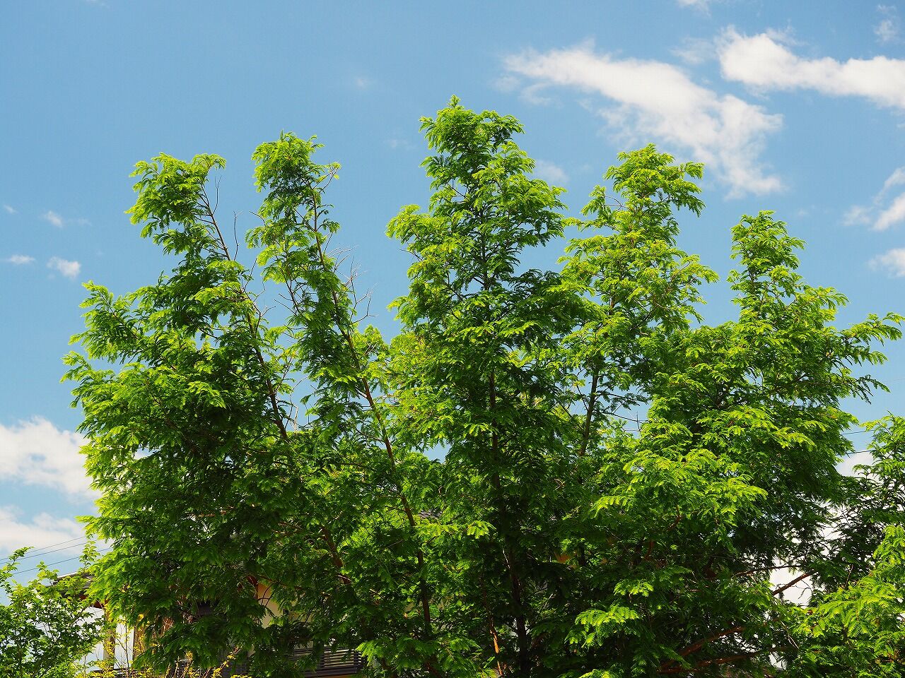ブラジル人が「火星のトマト」で宇宙農業に革命を起こす