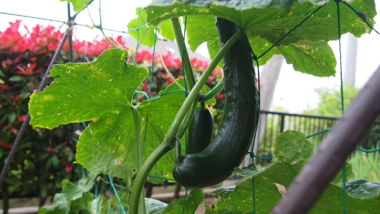 レゴ、トランスフォーマー、Nintendo 64: うまくいきそうな組み合わせ