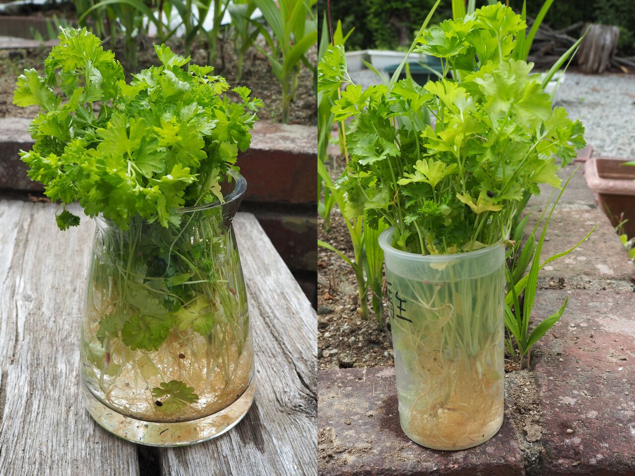 ブラジル人が「火星のトマト」で宇宙農業に革命を起こす