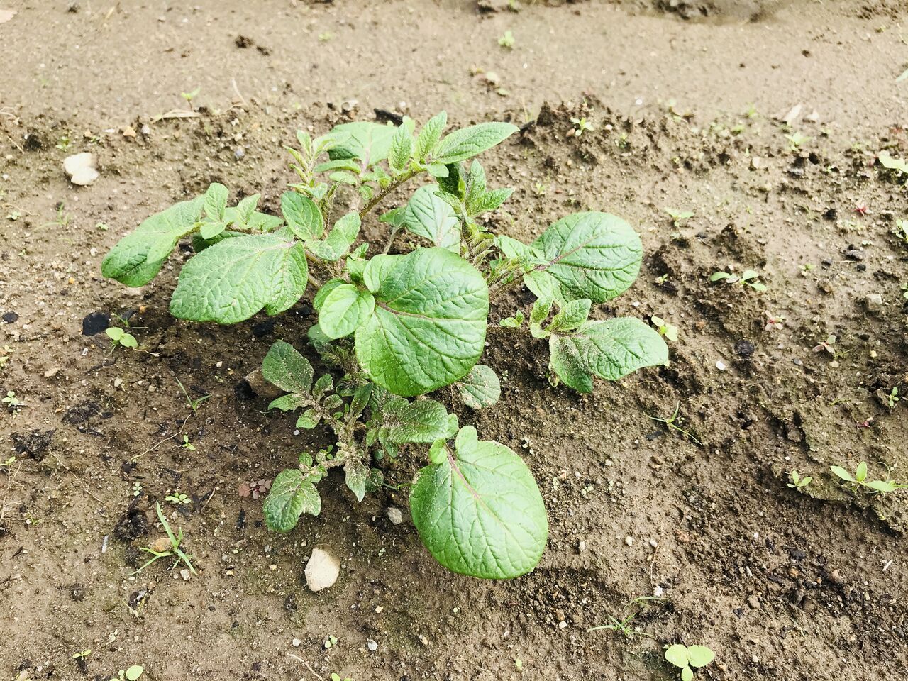 オリンポス山はエベレストの3倍の大きさです。 (出典: NASA/開示)