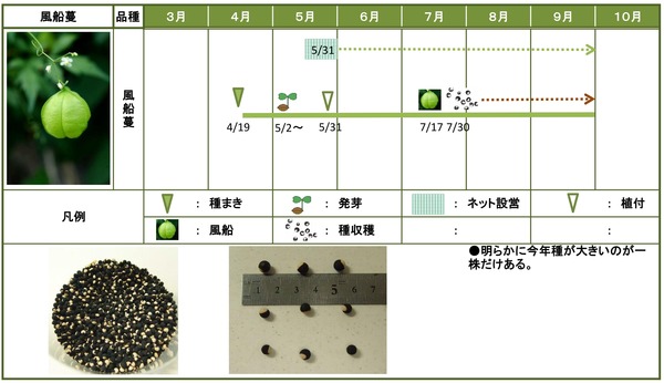 2014年日記9月風船蔓