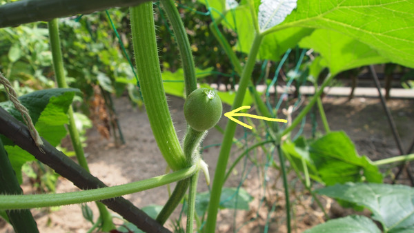 ポカはBBB直後のパニック危機を明らかにする。症状を見る