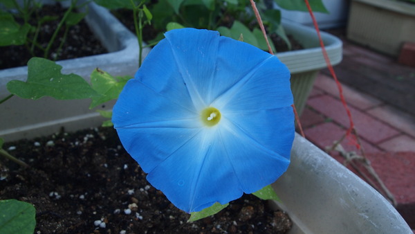 P7024332