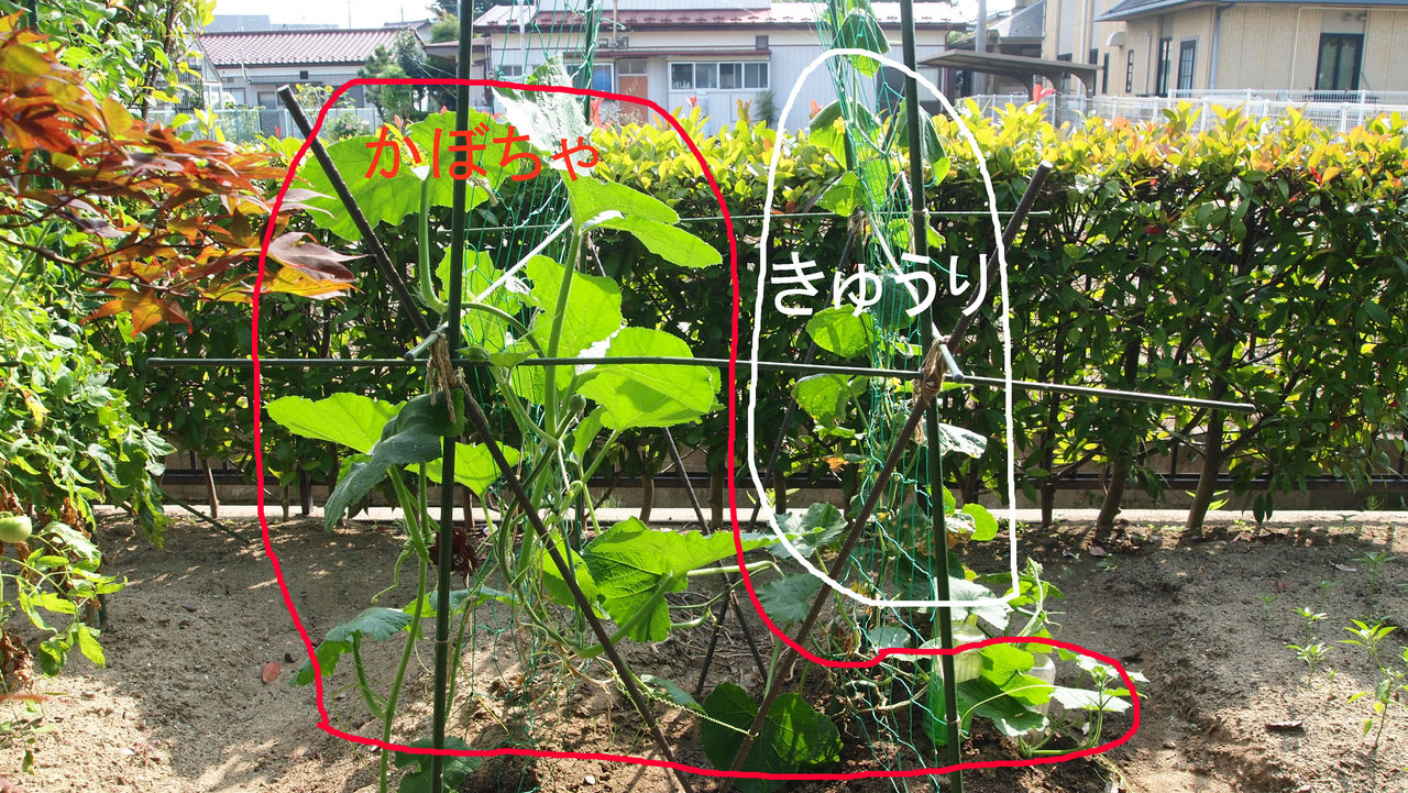 スイレン:非常に美しく、食用にもなる植物